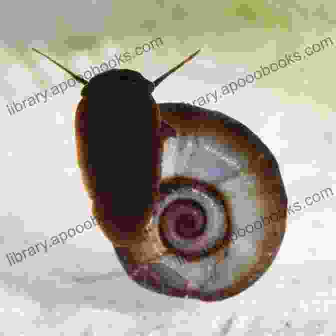 A Close Up Of An Adult Ramshorn Snail THE FULL LIFE CYCLE OF RAMSHORN SNAIL: Advance Guide On Ramshorn Snail Breeding Guide And Full Life Cycle For Beginners