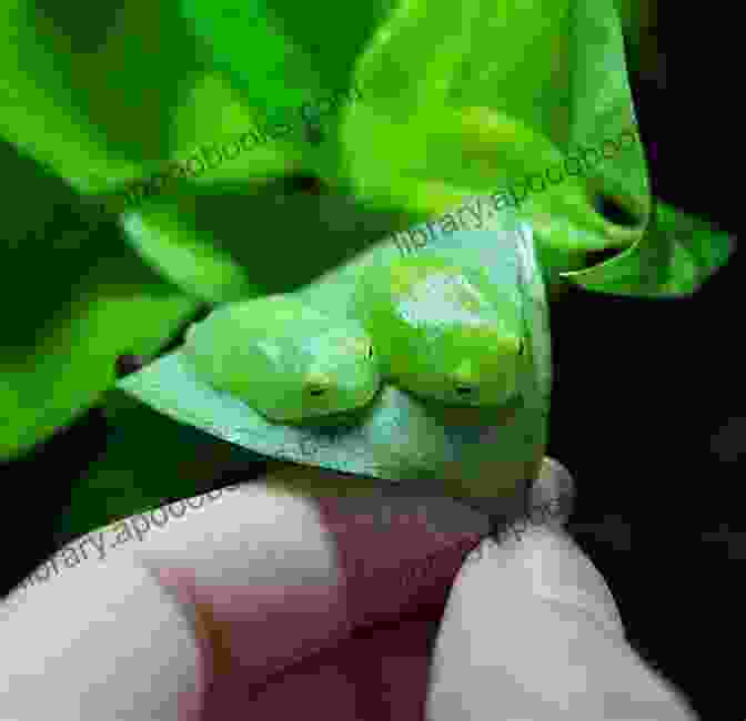 A Close Up Photograph Of A Tiny Frog Perched On A Leaf What S In The Forest In Maine?