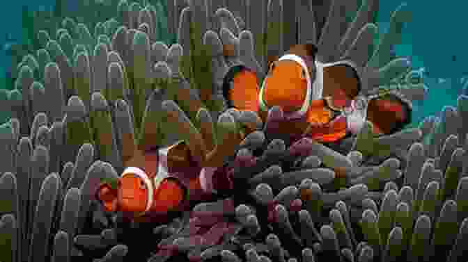 A Clownfish Swimming In A Coral Reef. Clownfish As Pets: Clownfish Owners Manual Clownfish Care Health And Feeding All Included