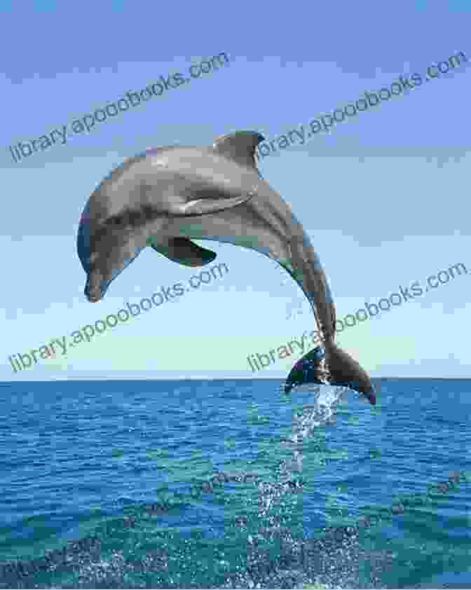 A Dolphin Leaping Out Of The Water Dolphins: A Kid S Of Cool Images And Amazing Facts About Dolphins (Nature For Children 5)