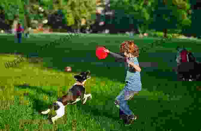 A Happy Dog Playing Fetch In A Park Belgian Tervuren Dog : Complete Owners Guide Acquisition Cost Care Proper Care Proper Health And Diet Of Your Amazing Pet