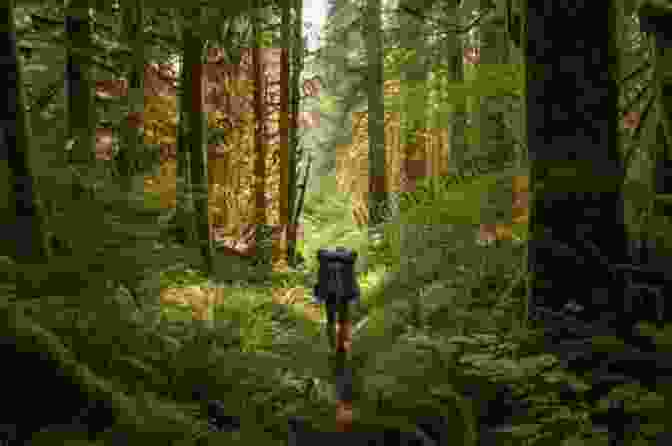 A Hiker Walking Along A Forest Trail, Surrounded By Towering Trees What S In The Forest In Maine?