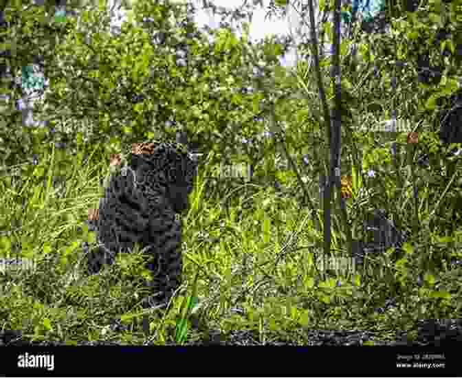 A Majestic Jaguar, Draped In Its Spotted Splendor, Blends Seamlessly Into The Pantanal's Lush Vegetation. Pantanal Tales Of A Tour Guide