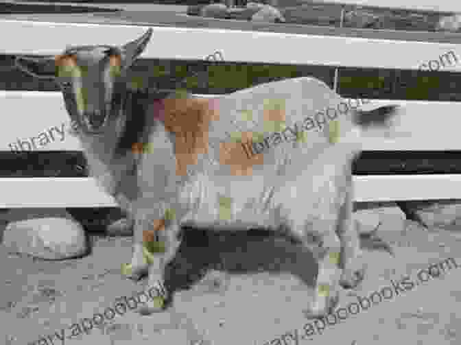 A Nigerian Dwarf Goat Standing In A Green Pasture RAISING NIGERIAN DWARF GOAT FOR STARTERS: A Detailed Guided To Raising Housing Breeding And Caring For Nigerian Dwarf Goats