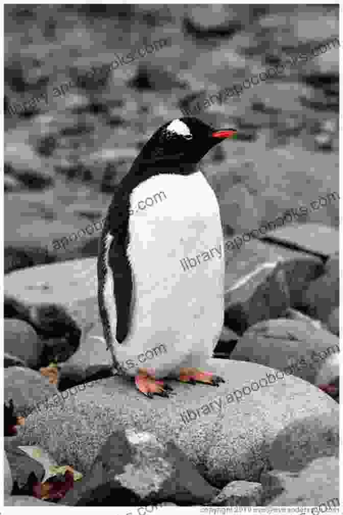 A Penguin Standing On A Rock, Looking Out To Sea. The Penguin Of Romantic Poetry