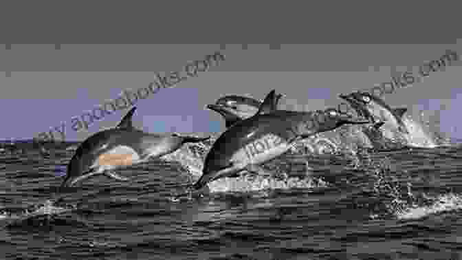 A Pod Of Dolphins Swimming Together Dolphins: A Kid S Of Cool Images And Amazing Facts About Dolphins (Nature For Children 5)