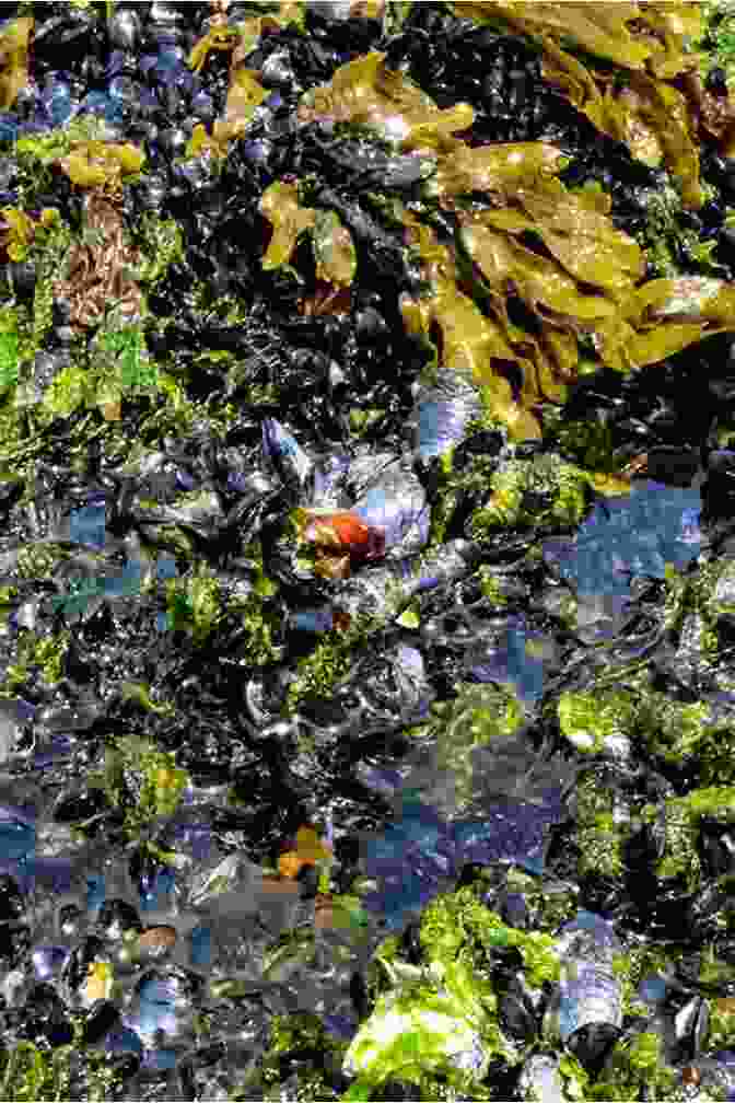 A Rocky Shore With Mussels, Barnacles, And Seaweed The Ecology Of Seashores (CRC Marine Science)