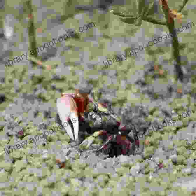 A Salt Marsh With Cordgrasses, Fiddler Crabs, And Egrets The Ecology Of Seashores (CRC Marine Science)