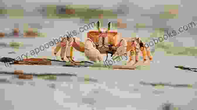 A Sandy Beach With Seabirds And Sand Crabs The Ecology Of Seashores (CRC Marine Science)