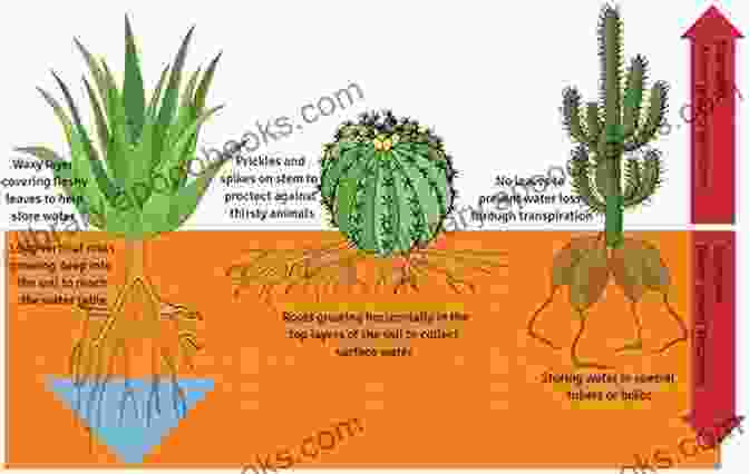 Adaptive Structures Of Plants In Different Environments Move Or Die : How Plants And Animals React To Changing Environments Ecology Grade 3 Children S Environment