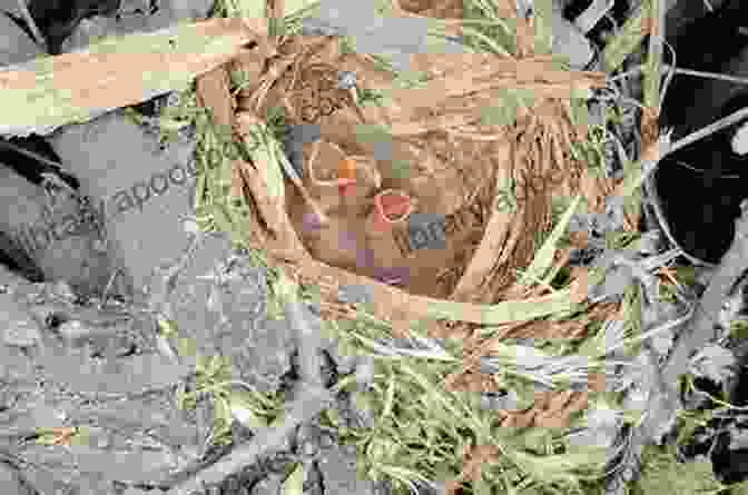 An Abert's Towhee Nest Hidden Amidst Dense Vegetation, Showcasing The Species' Meticulous Nest Building Skills. Abert S Towhee Bird : The Absolute Abert S Towhee Manual Abert S Towhee Care Personality Grooming Feeding Health And All Included