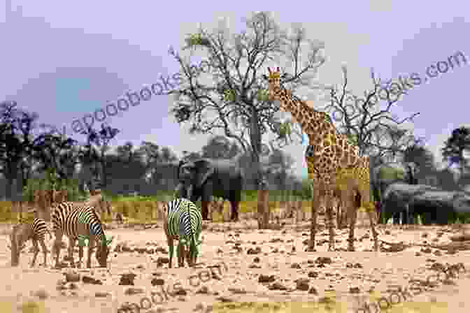 An African Savanna With Elephants, Giraffes, And Other Wildlife South And West Wales: Its Wildlife People And Places