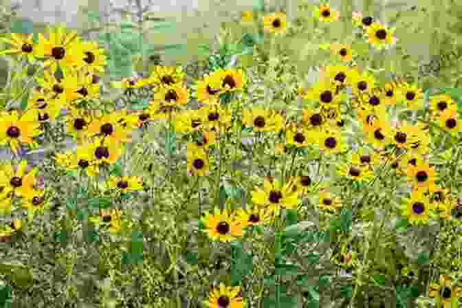 'Black Eyed Susans' Culminates In A Thrilling Climax, Revealing The Chilling Truth Behind The Murder And The Sinister Forces That Have Been Manipulating Events. Black Eyed Susans: A Novel Of Suspense