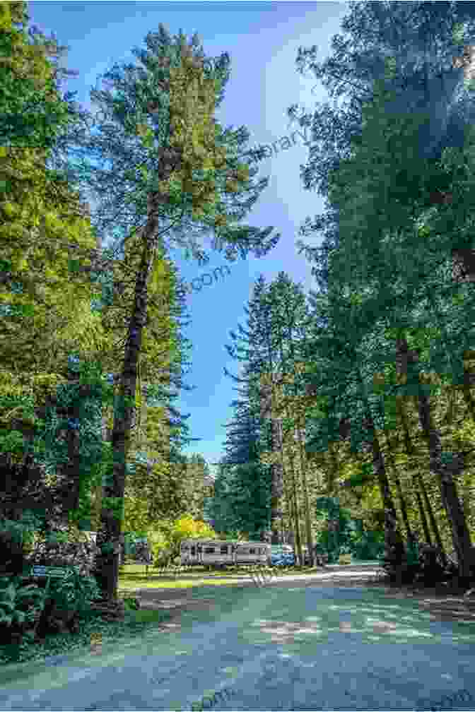 Campsite Nestled Amidst Towering Redwoods Along The Big Sur Coastline Bicycling And Touring The Big Sur Coast