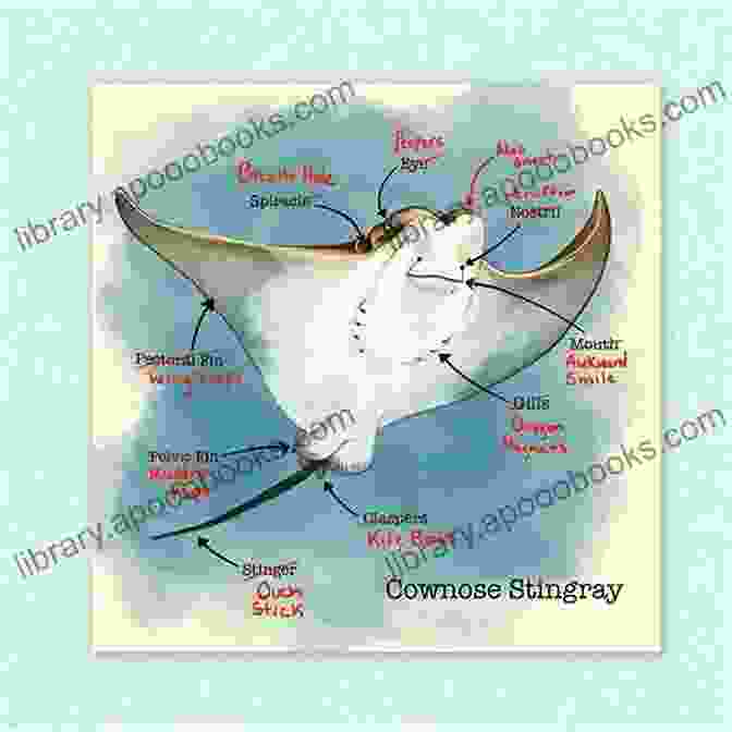 Diagram Of Venomous Stingray Anatomy Biology And Ecology Of Venomous Stingrays (Biology And Ecology Of Marine Life)