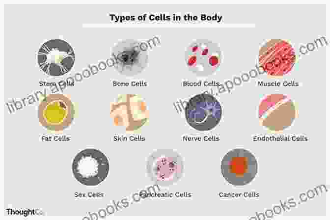 Different Types Of Cells Important Facts About Your Health Science 3rd Grade Children S Biology