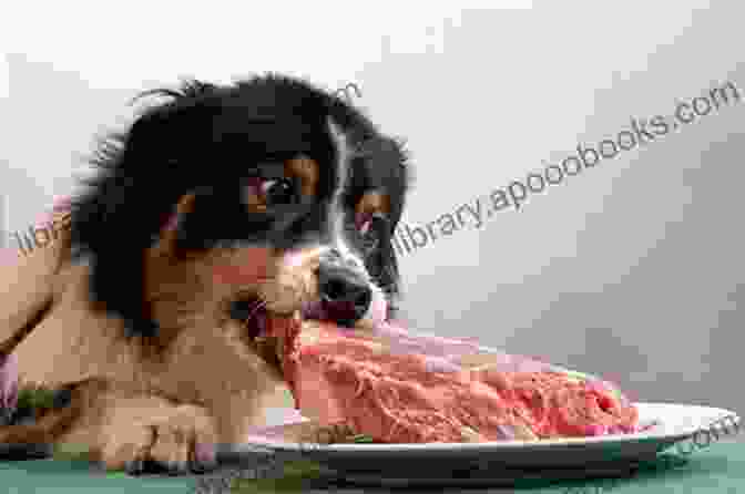 Dog Eating Raw Food Switch Your Dog To A Raw Diet: Complete Guide To Start Raw Food For Dogs