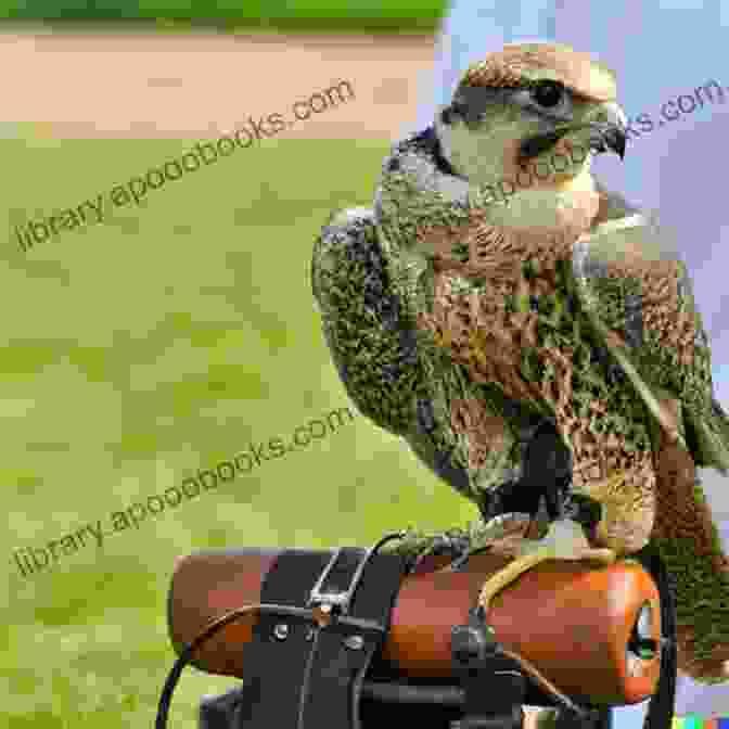 Falconry Ethics And Safety Harris Hawk Redtail Handbook: Beginner S Guide