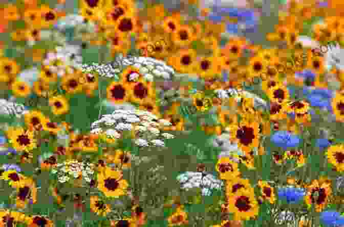 Field Of Wildflowers In Bloom Concord Floral Jordan Tannahill