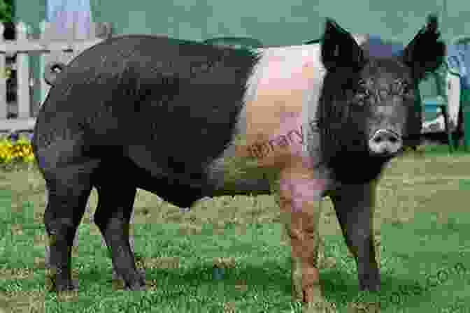 Image Of A Hampshire Pig Interacting With Humans, Illustrating Its Friendly And Social Nature The Ultimate Guide To Training Hampshire Pigs: The Step By Step Guide To Breeding Caring And Raising Hampshire Pigs Plus Hampshire Pig Food Care And Health Instructions