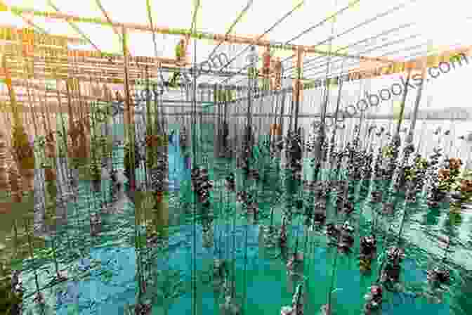 Image Of A Thriving Bivalve Mariculture Farm Ecosystem Concepts For Sustainable Bivalve Mariculture