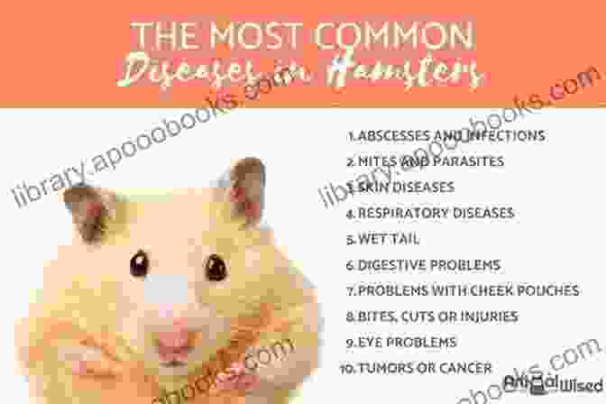 Information On Common Hamster Illnesses And Their Symptoms How To Have A Happy Healthy Hamster An A To Z Guidebook On Hamster Raising And Caring: About Mice