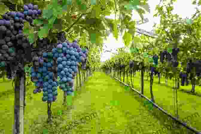 Organic Vineyard In Italy Sustainability In High Excellence Italian Food And Wine (Routledge Focus On Environment And Sustainability)