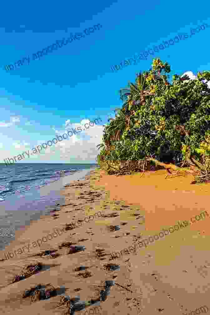 Panoramic View Of A Pristine Beach In Northeastern Brazil, With Crystal Clear Waters And White Sands. Illustrated Guide: Natal Rio Grande Do Norte: Tropical Paradise In Northeastern Brazil (Illustrated Guide Of Travels)