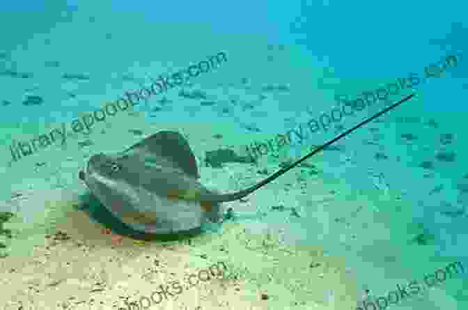 Person Receiving Treatment For Stingray Sting Biology And Ecology Of Venomous Stingrays (Biology And Ecology Of Marine Life)