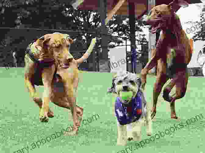 Pets Enjoying A Playful Romp In Central Park Pets Of Park Avenue (Paws In The City 2)