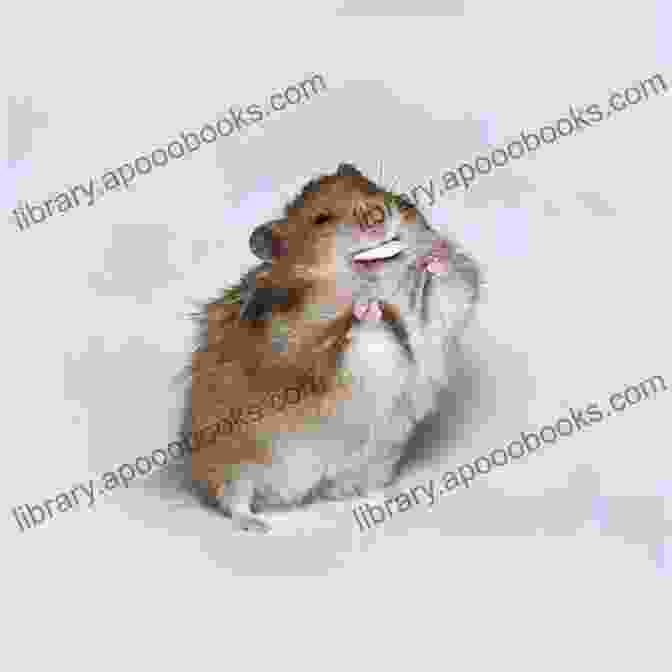 Smiling Hamster Symbolizing Happiness And Health How To Have A Happy Healthy Hamster An A To Z Guidebook On Hamster Raising And Caring: About Mice