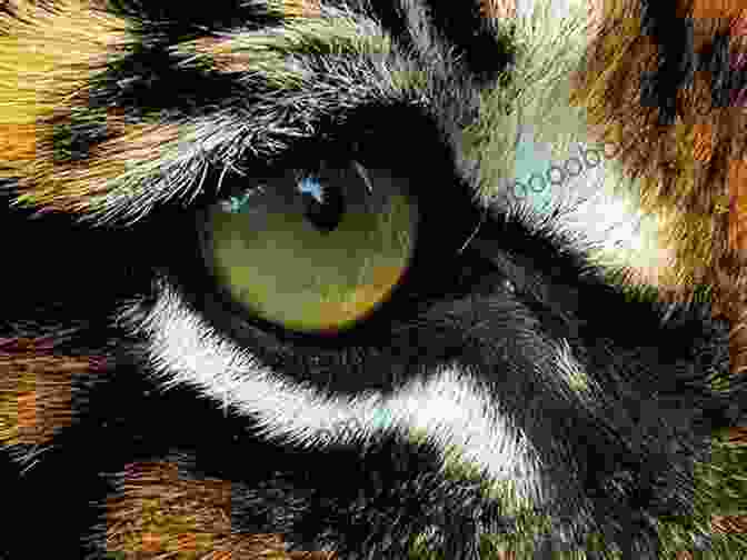 The Eye Of The Tiger Book Cover, Featuring A Close Up Of A Tiger's Eye, Symbolizing The Power And Determination Within Us All The Eye Of The Tiger