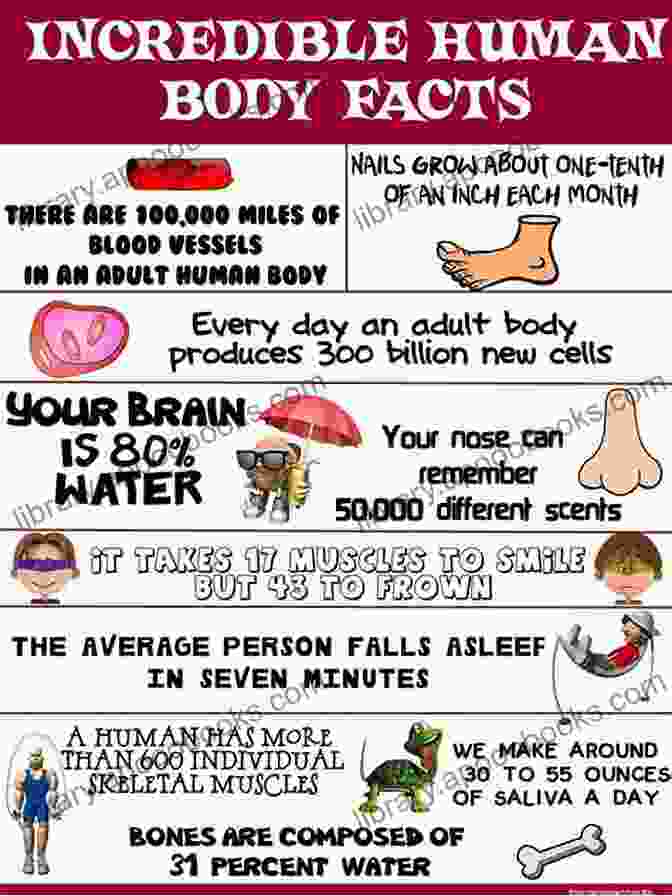 The Human Body Important Facts About Your Health Science 3rd Grade Children S Biology