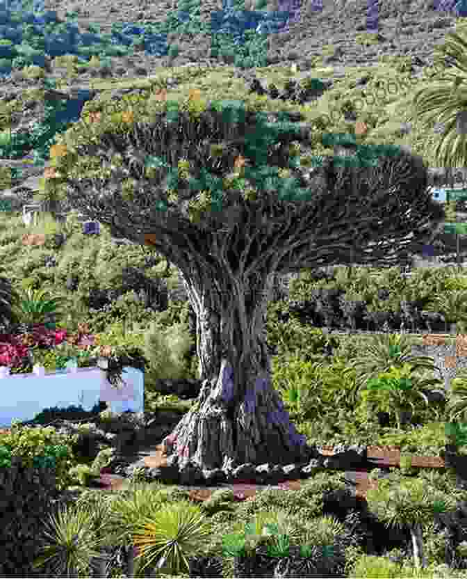 The Iconic Dragon Tree Of Tenerife, In The Canary Islands. The Largest And Oldest Dragon Tree In The World. Rockin Around The Dragon Tree: MacAllen Clan (Dragon Guard 43)