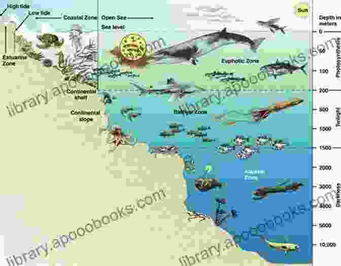 The Intertidal Zone With Diverse Marine Life The Ecology Of Seashores (CRC Marine Science)