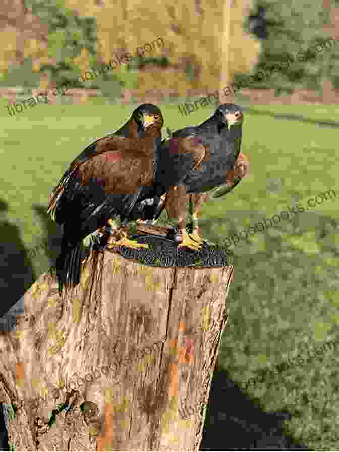 Training A Harris Hawk Harris Hawk Redtail Handbook: Beginner S Guide