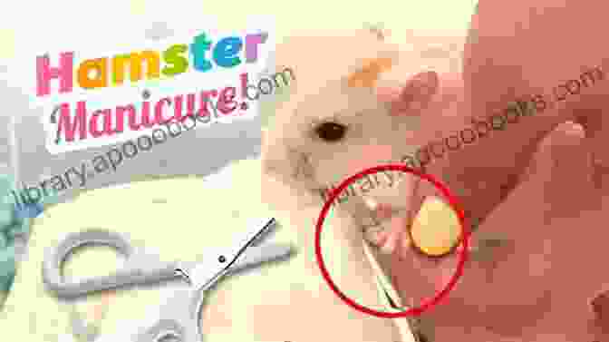 Trimming A Hamster's Nails How To Have A Happy Healthy Hamster An A To Z Guidebook On Hamster Raising And Caring: About Mice