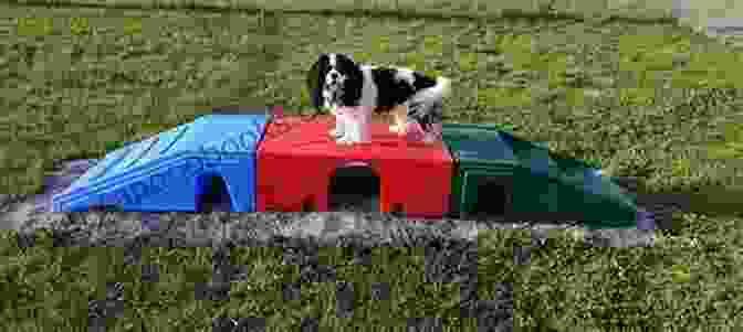 Two Dogs Greeting Each Other In Fur Haven Dog Park A Tail For Two (Fur Haven Dog Park 2)