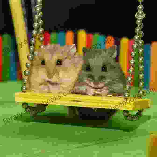 Two Hamsters Interacting And Playing How To Have A Happy Healthy Hamster An A To Z Guidebook On Hamster Raising And Caring: About Mice