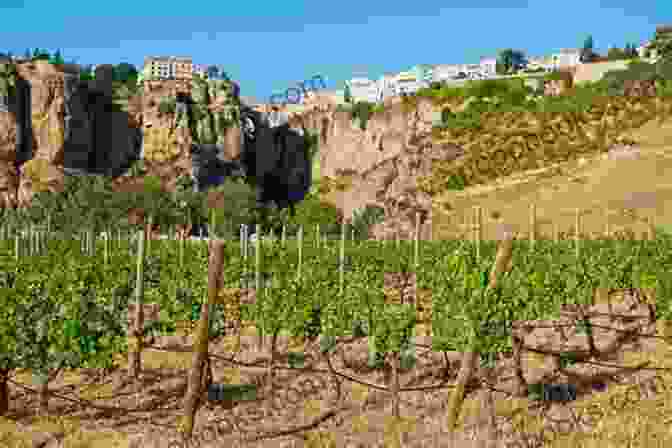 Vineyards In The Costa Del Sol The Road To Manilva: Exploring A Forgotten Corner Of The Costa Del Sol (Visit Andalucia)