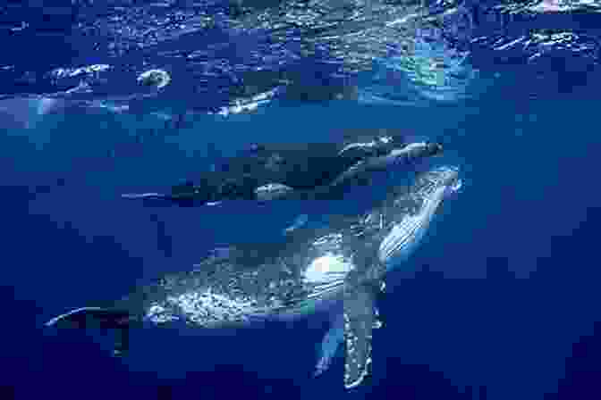 Whale Swimming In Ocean Marine Extremes: Ocean Safety Marine Health And The Blue Economy (Earthscan Oceans)