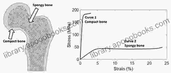 X Ray Image Of A Runner's Bones, Showing The Adaptation Of Bone Structure To Increased Mechanical Stress Bones: Structure And Mechanics John D Currey