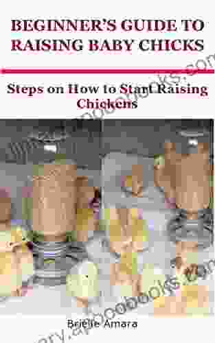 BEGINNER S GUIDE TO RAISING BABY CHICKS: Steps On How To Start Raising Chickens